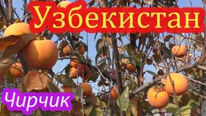 Узбекистан, сбор урожая хурмы и гранат.mp4