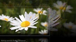 С Днём Рождения Женщине /Поздравление Женщине/Супер песня /А я несу тебе цветы.Владимир Ждамиров