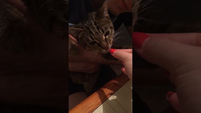 This cat eat sweets. Кот ест чак-чак