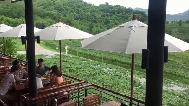 Виноградники в Хуа Хине. Рекомендуем посетить! смотреть онлайн