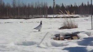 Куропач нападает