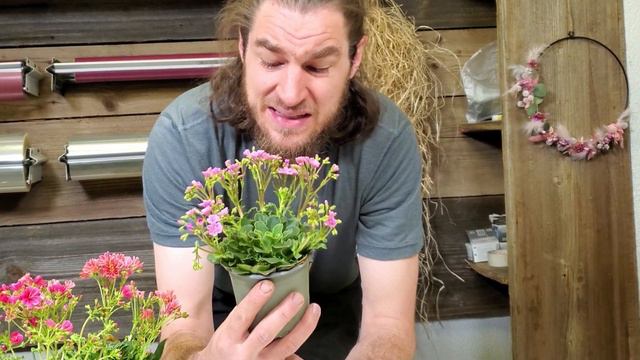 LEWISIA - Die Pflegeleichte Sommerpflanze - Der Blumenmnn Erklärt Dir Eine Tolle Sommer Pflanze