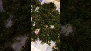 Как вывести насекомых с лесного мха сфагнум.