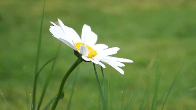 Sony SLT- A58 + Kit lens (DT 18-55mm f/3.5-5.6 SAM II Lens) смотреть онлайн