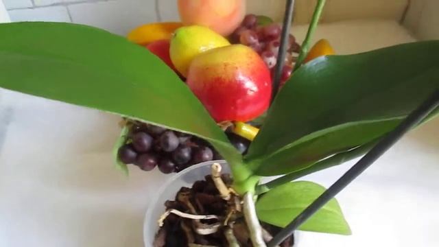 Фаленопсис - желтый " цыпленок ". Что не так? Не повторяйте моих ошибок !