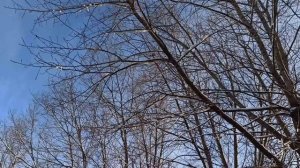 13 декабря праздник Андреев день. Что делать нельзя Народные приметы и традиции.