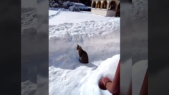 Мой маленький суслик ? смотреть онлайн