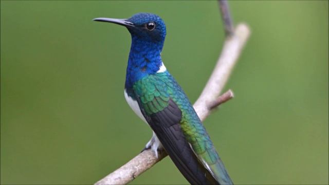 Kolibriji su Najmanje Ptice Na Svetu смотреть онлайн