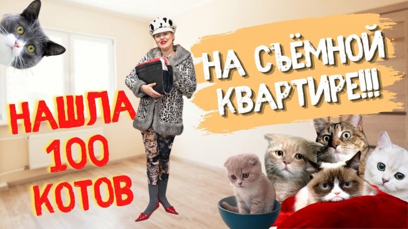 Хозяйка квартиры пришла проверять, нет ли котов ? #shorts