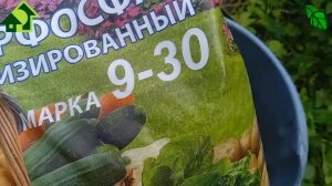 ПОДКОРМИТЕ МОЛОДОЙ САД И ОН БЫСТРО ЗАВАЛИТ ВАС УРОЖАЕМ! Элементарная подкормка с большим эффектом!