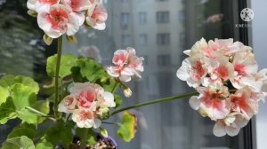 Цветущие Сортовые Пеларгонии: Мара-Чаровница, ОЧ-Madpearl, ЮГ-Принцесса на Горошине, Bold Gold.