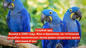 5 животных, которые вымерли благодаря нам за последние 300 лет