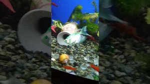 Тернеция заболела.