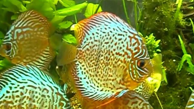 My Edited Video Аквариумные рыбки дискусы смотреть онлайн