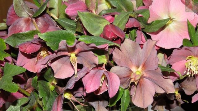 CIEMIERNIK WSCHODNI (Helleborus orientalis) смотреть онлайн