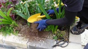 【5月のガーデンルーティン】バラのお手入れ、夏の花に植え替え、植物紹介、寄せ植えその後など🌺Caring for garden plants in May🌹🌳🌼