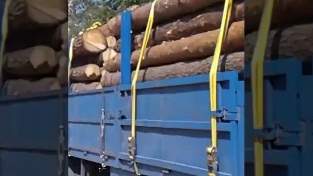 Круглый лес смотреть онлайн