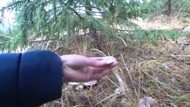 Пошли в ЛЕС и набрали много ГИГРОФОРОВ ПОЗДНИХ!!! 5 ноября 2022 1ч. смотреть онлайн