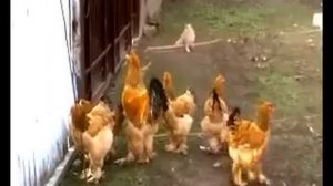 Куры Брама, куропаточные и палевые