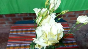 Lisianthus (Eustoma grandiflorum)