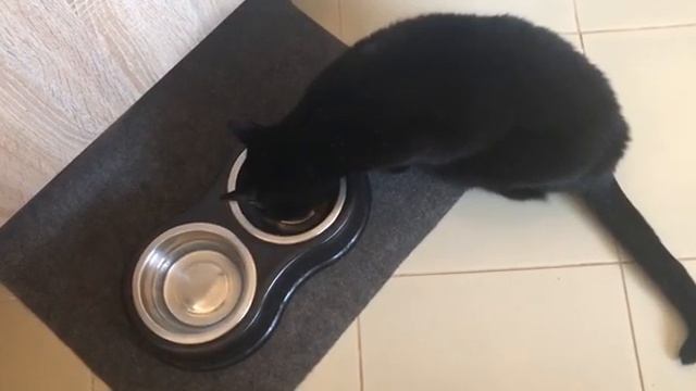 Как скормить кошке мальт пасту (лекарство) для выведения шерсти из желудка смотреть онлайн