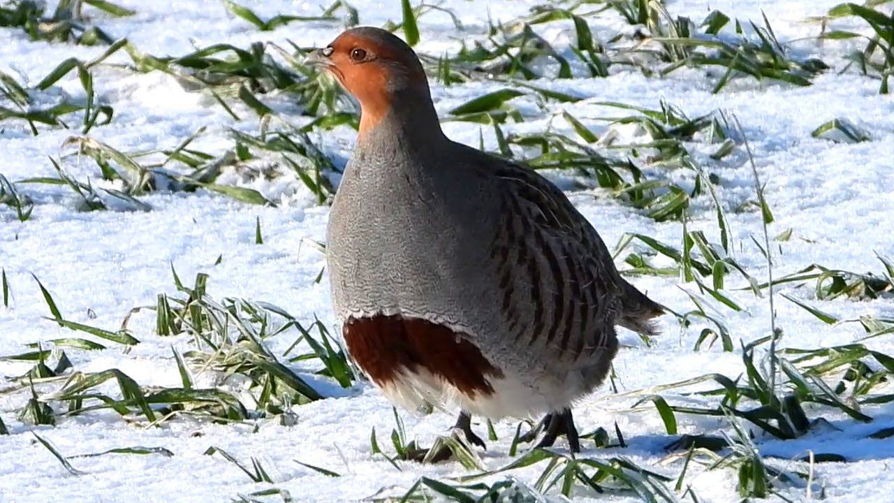 Куропатки в сильный мороз / Grey partridges in severe frost смотреть онлайн