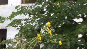 Умирающий Прокопьевск шахта Ворошилова Березовая роща