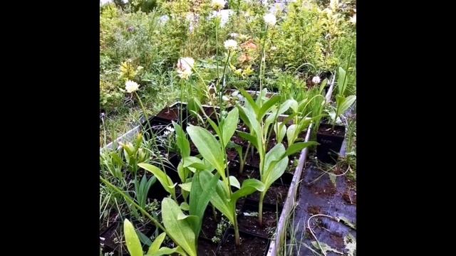 Черемша - какой из трех видов черемши лучше выращивать? смотреть онлайн