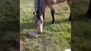 Лошадь испугалась черепахи.