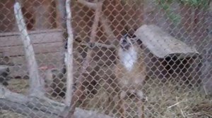 Вой шакалов