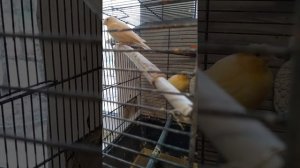 Канарейки. Понос и его виды, решение проблем