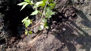 Пересаживаю🍇 МАЛИНУ сорта ПОКЛОН КАЗАКОВУ под ЗИМУ 👍👍  Сделала под Малину Новую ОПОРУ🌞     4.10.23г