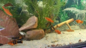 Вечерняя жизнь рыбок в аквариуме на 150 литров