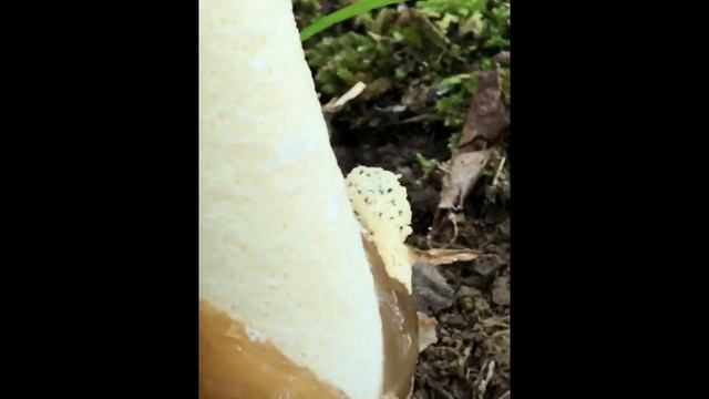The Stinkhorn Mushroom - Part 2 смотреть онлайн
