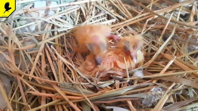 Первые птенцы голубей в этом году смотреть онлайн