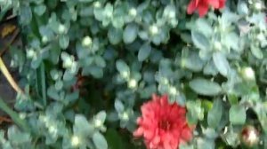 Хризантема садовая многолетняя кустовая (Chrysanthemum)