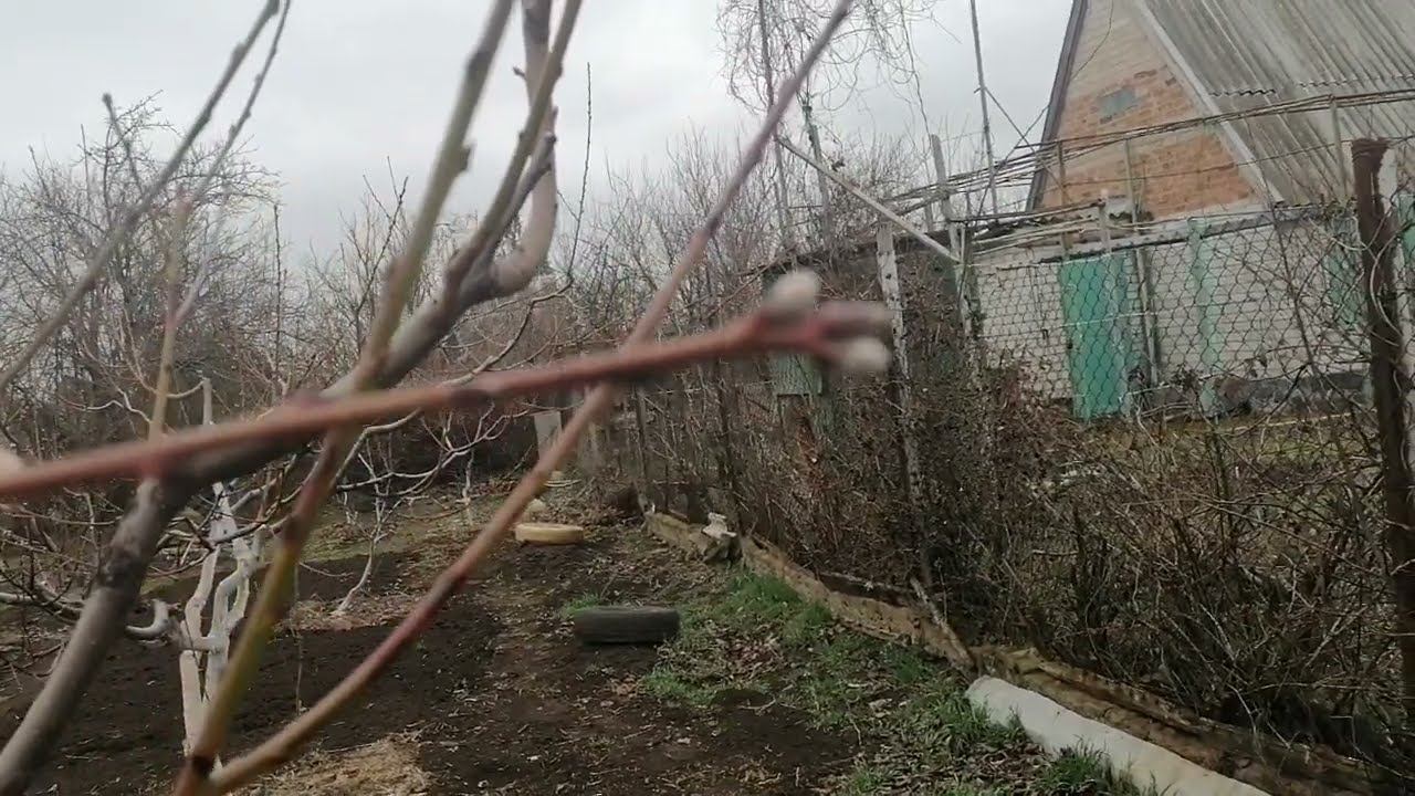 Плодовые почки ПЕРСИКА и НЕКТАРИНА.