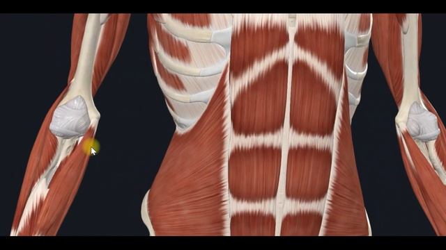 Внутренняя косая мышца живота  (m.obliquus internus abdominis) 3D Анатомия