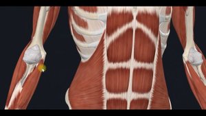 Внутренняя косая мышца живота (m.obliquus internus abdominis) 3D Анатомия