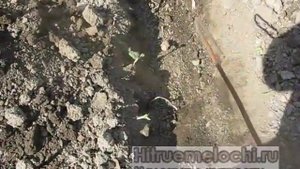 Обустройство грядок досками