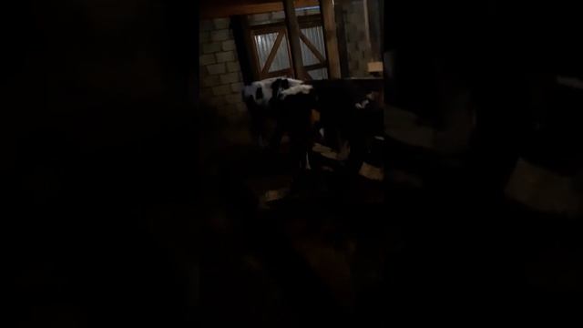 Телята айрширской породы