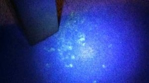 Как метят коты территорию в квартире: что делать