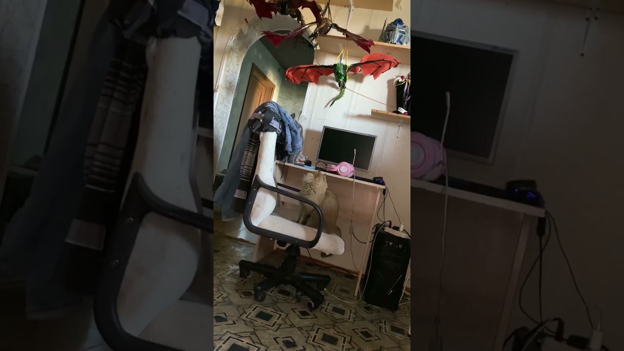 Вечная война за место на стуле смотреть онлайн