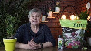 Лавр в домашних условиях ✔️ Экзотика на подоконнике  Лавровое дерево