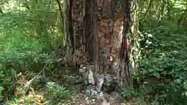 пицундская реликтовая роща. Абхазия смотреть онлайн