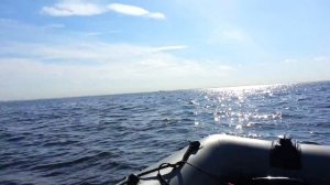 Обкатка HONDA BF20 DK2 SHSU Питер Лахта Залив