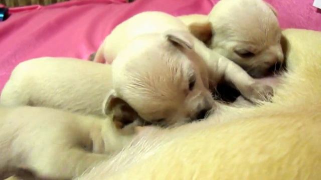 ЧИХУА - продажа карманных собак смотреть онлайн