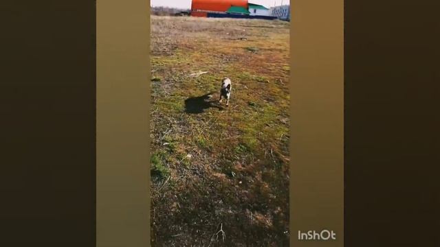 Русский спаниель "свинка" 25 апреля 2020 г. смотреть онлайн