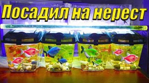 Начал активно нерестить аквариумных рыбок!