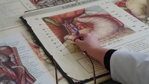 Анатомия. Кровоснабжение брюшной и грудной полостей